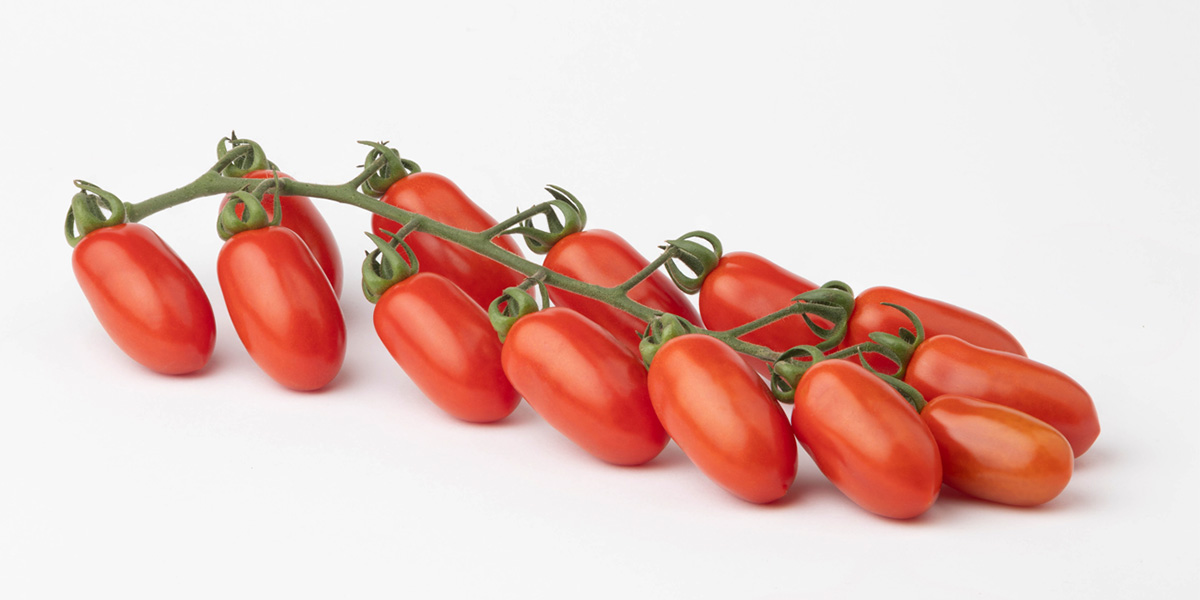 Morricone F1: nuovo datterino siciliano controstagione resistente a TOBRFV e TYLCV